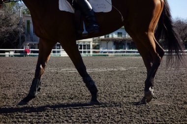 Baba Park 'ta ata binme düzeni