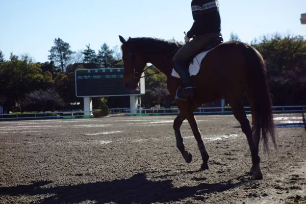 Baba Riding Pattern Baba Park — ストック写真