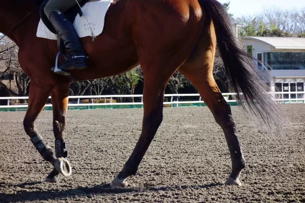 Modèle Équitation Baba Baba Park — Photo