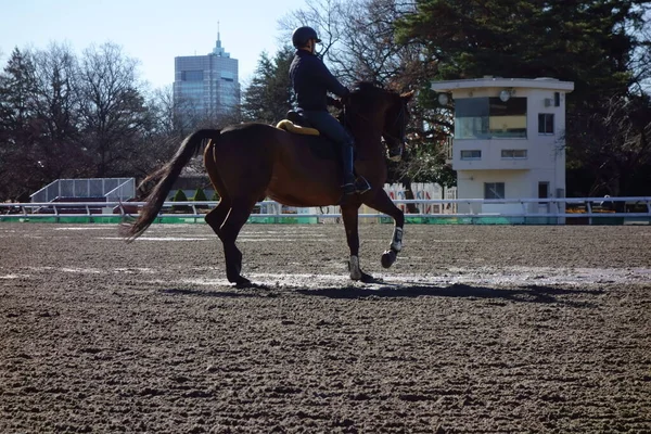 Stadium Horseback Riding Training Practice — 스톡 사진