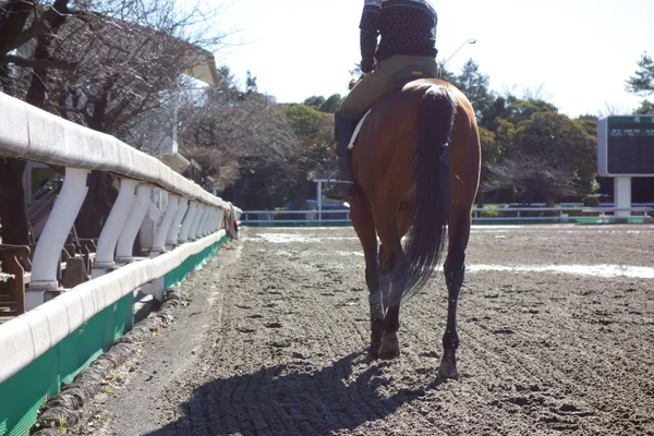 Stade Pour Entraînement Pratique Équitation — Photo