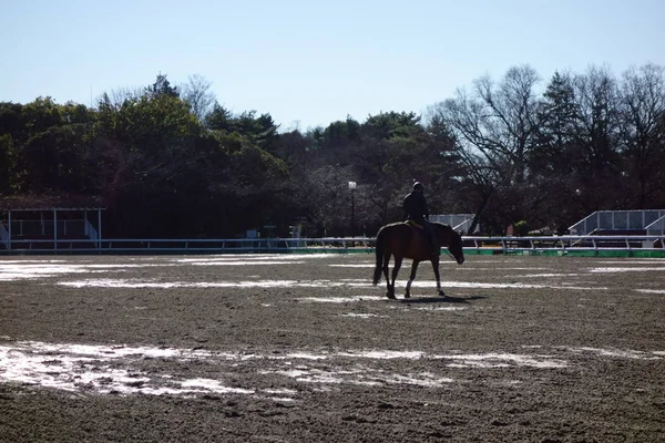 Stade Pour Entraînement Pratique Équitation — Photo