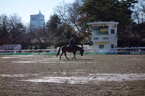 乗馬の訓練と練習のためのスタジアム — ストック写真