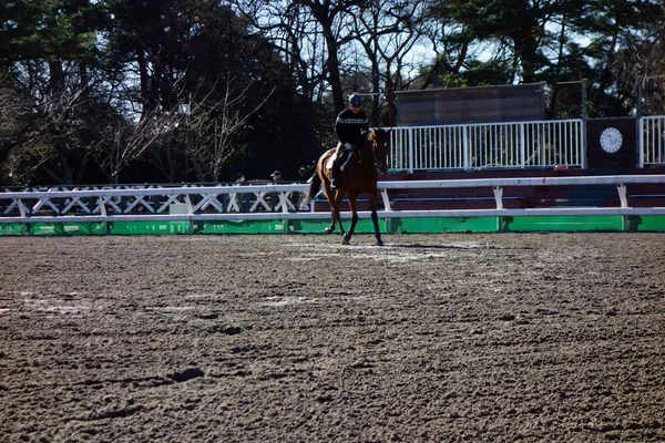 Stadium Horseback Riding Training Practice — Stock Photo, Image