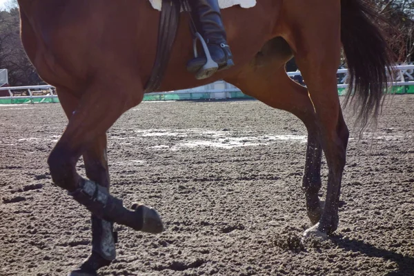 乗馬の訓練と練習のためのスタジアム — ストック写真