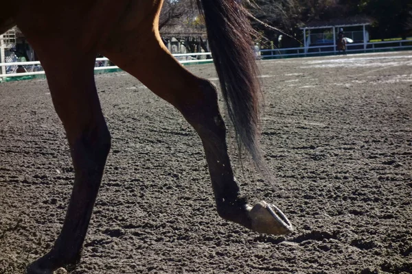 Stadium Horseback Riding Training Practice — 스톡 사진