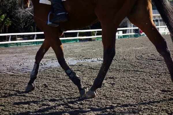 Stadium Horseback Riding Training Practice — 스톡 사진