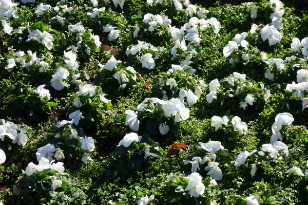 Jardinagem Belo Canteiro Flores Padrão Flores — Fotografia de Stock