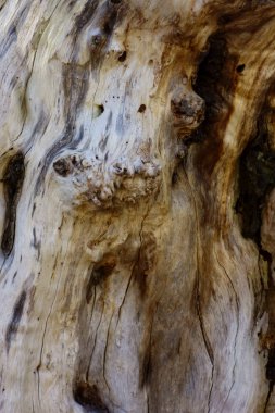   Fantastik ağacın eski gövdesinin dekoratif deseni                                