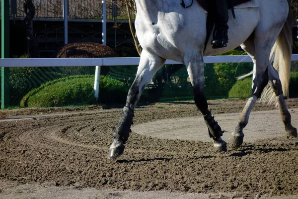 Training Practice Equestrian Field — 스톡 사진