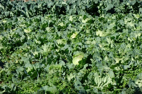 Cabbage Field Grows Densely Densely — Stock Photo, Image