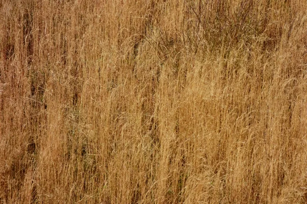 河岸上生长着茂密的杂草的生命力 — 图库照片