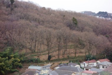 Kış solmuş, orman wabi pas ağacı deseni