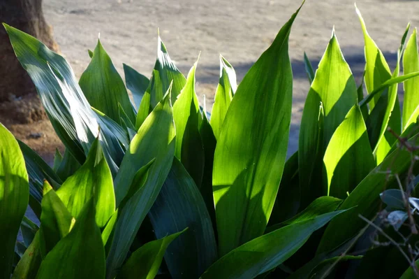 Graciosa Esplêndida Linda Folhas Verdes — Fotografia de Stock