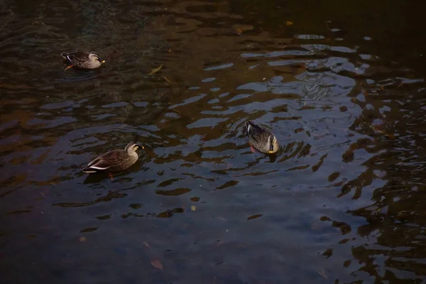 在水流中在河岸上玩耍的鸭子 — 图库照片