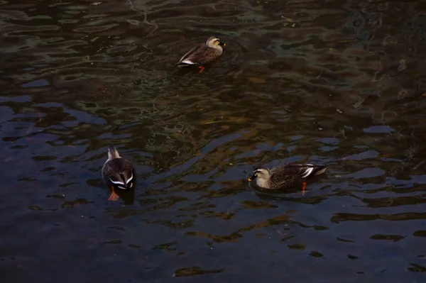 Ducks Playing Riverbank Water Current — Stock Photo, Image