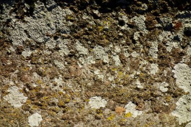 Ağaç gövdesi, yıllardır kara maruz kalmış ağaç kabuğu.