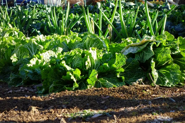 Gardening Corner City Chinese Cabbage Field — 스톡 사진