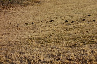   Çayırda oynayan vahşi kuş sürüsünün uzak bir görüntüsü.                             