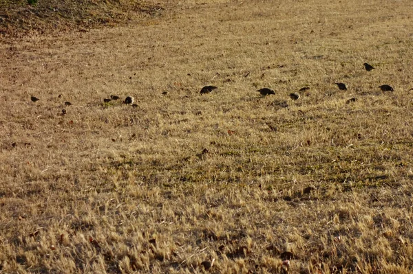 草原で遊ぶ野鳥の群れの遠望 — ストック写真