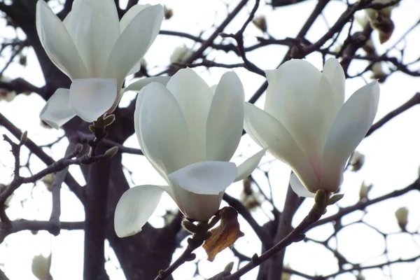 Красивые Элегантные Цветки Аккуратной Магнолии Которая Является Lotus — стоковое фото