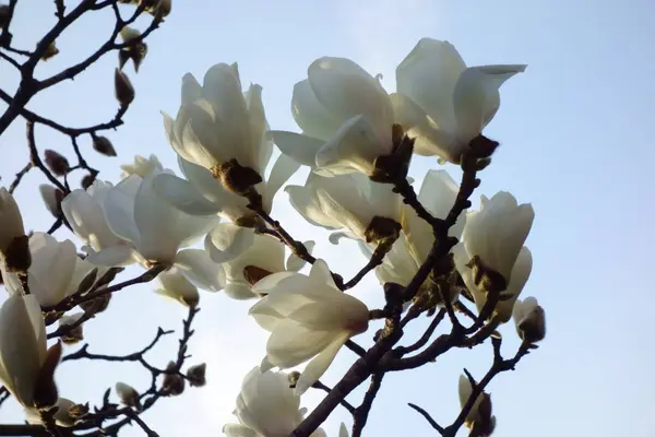 Красивые Элегантные Цветки Аккуратной Магнолии Которая Является Lotus — стоковое фото