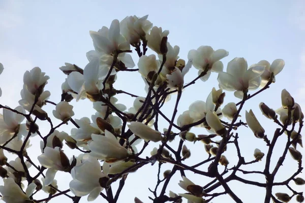 Nice and elegant flowers of neat magnolia that is Lotus