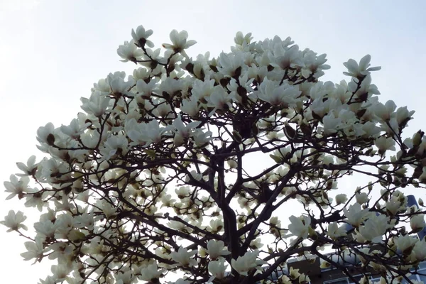 Nice and elegant flowers of neat magnolia that is Lotus