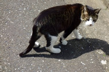 Domestic cat playing on the street with my face                               