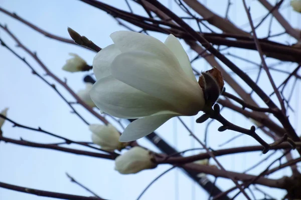 Magnolia Noble Majestueux Magnolia Blanc Splendide Élégant — Photo