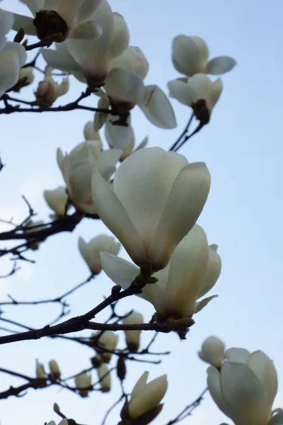 Noble Majestic Magnolia Splendid Elegant White Magnolia — ストック写真