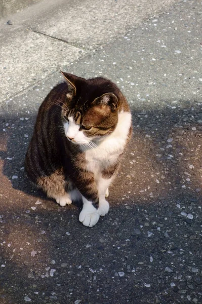 Εγχώρια Γάτα Παίζει Στο Δρόμο Πρόσωπό Μου — Φωτογραφία Αρχείου