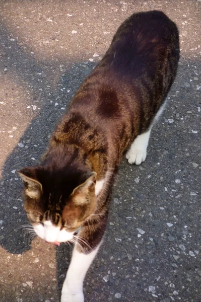 Domestic Cat Playing Street Face — ストック写真