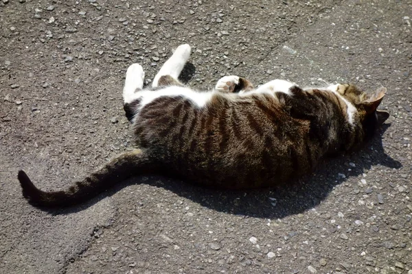 Gato Doméstico Brincando Rua Com Meu Rosto — Fotografia de Stock