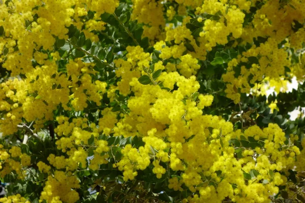 Fleurs Jaunes Fleurissant Brillamment Brillamment — Photo