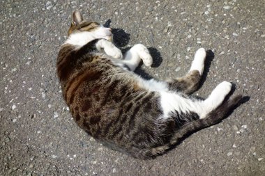Domestic cat playing on the street with my face                               