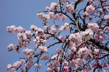    Brilliant, graceful and glossy white plum flowers that shine in the blue sky                            