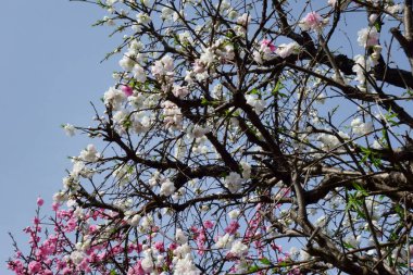    Brilliant, graceful and glossy white plum flowers that shine in the blue sky                            
