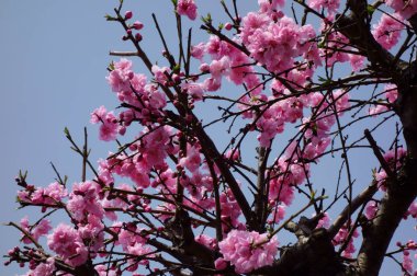 Brilliant, graceful and glossy red plum blossoms that shine in the blue sky