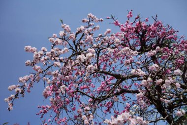 Brilliant, graceful and glossy red plum blossoms that shine in the blue sky