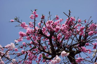 Brilliant, graceful and glossy red plum blossoms that shine in the blue sky