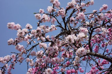 Brilliant, graceful and glossy red plum blossoms that shine in the blue sky