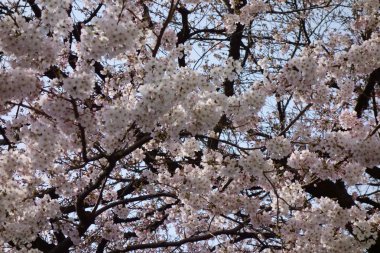 Pink cherry blossoms blooming on trees with good branching