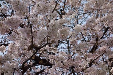 Pink cherry blossoms blooming on trees with good branching