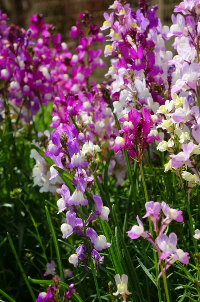 Bellissimi Fiori Colorati Che Sbocciano Campo Splendido Elegante — Foto Stock