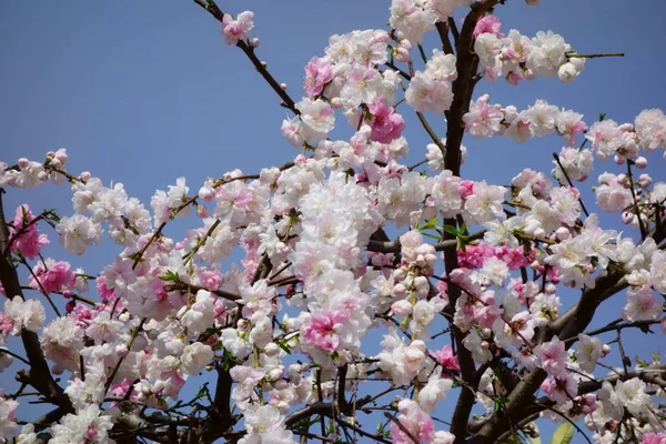 青空に輝く華やかで優雅な白い梅の花 — ストック写真
