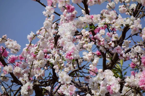 青空に輝く華やかで優雅な白い梅の花 — ストック写真