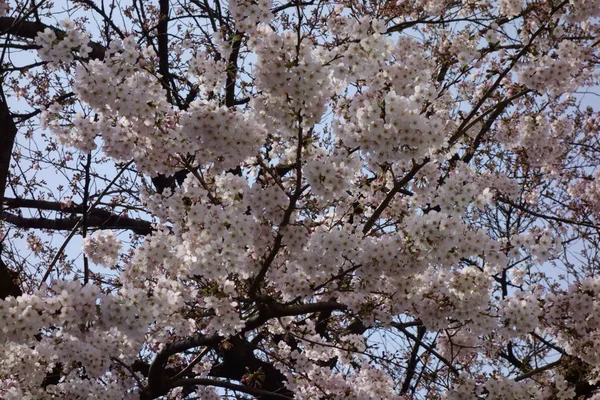 枝分かれの良い木にピンクの桜が咲く — ストック写真