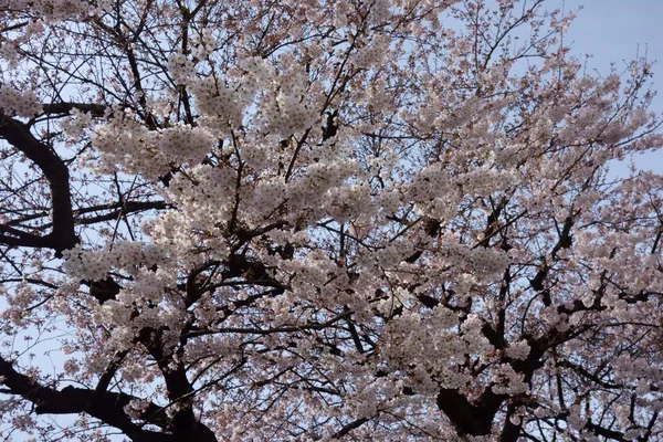 枝分かれの良い木にピンクの桜が咲く — ストック写真
