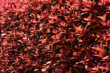 Göz bağı için kırmızı renkli sarmaşık yaprağı.